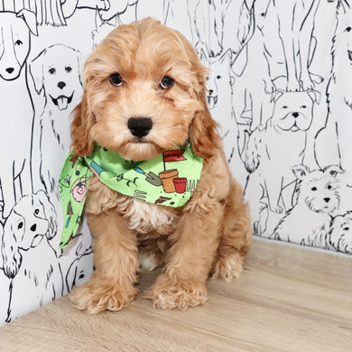 Roxanne - Available Now