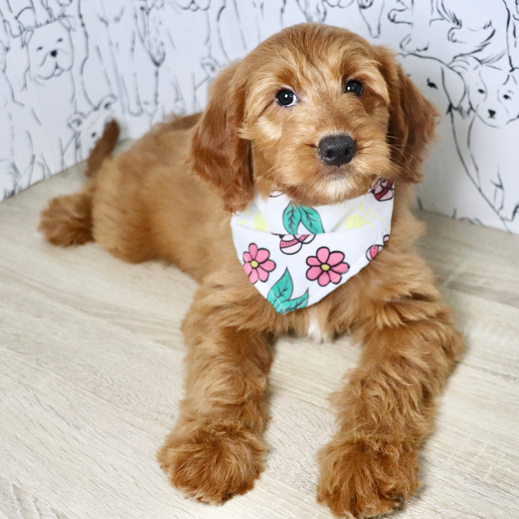 Jasmine - Available Now