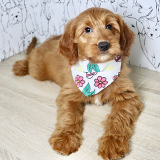 Jasmine - Available Now
