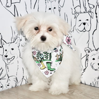 Susannah - Available Now