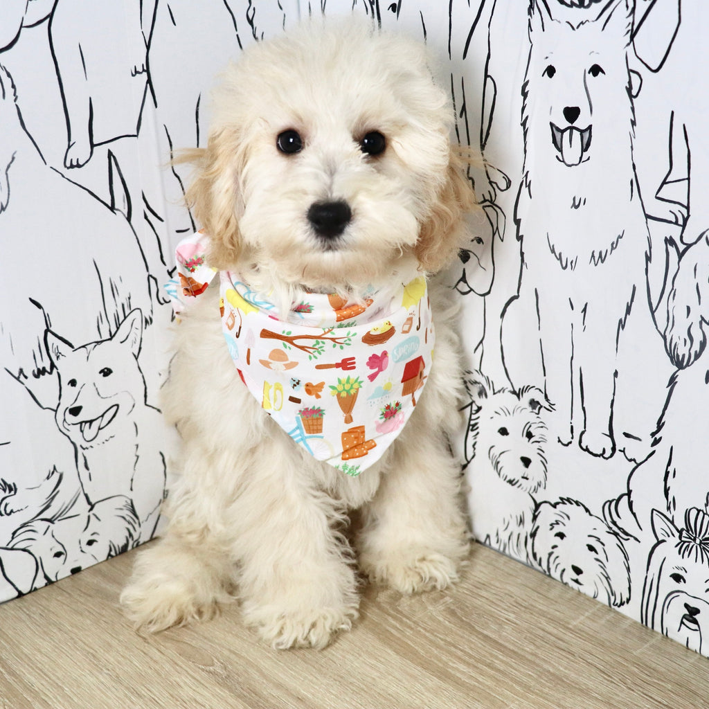 Tucker - Available Now