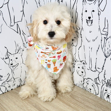 Tucker - Available Now