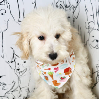 Tucker - Available Now