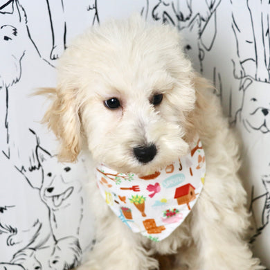 Tucker - Available Now