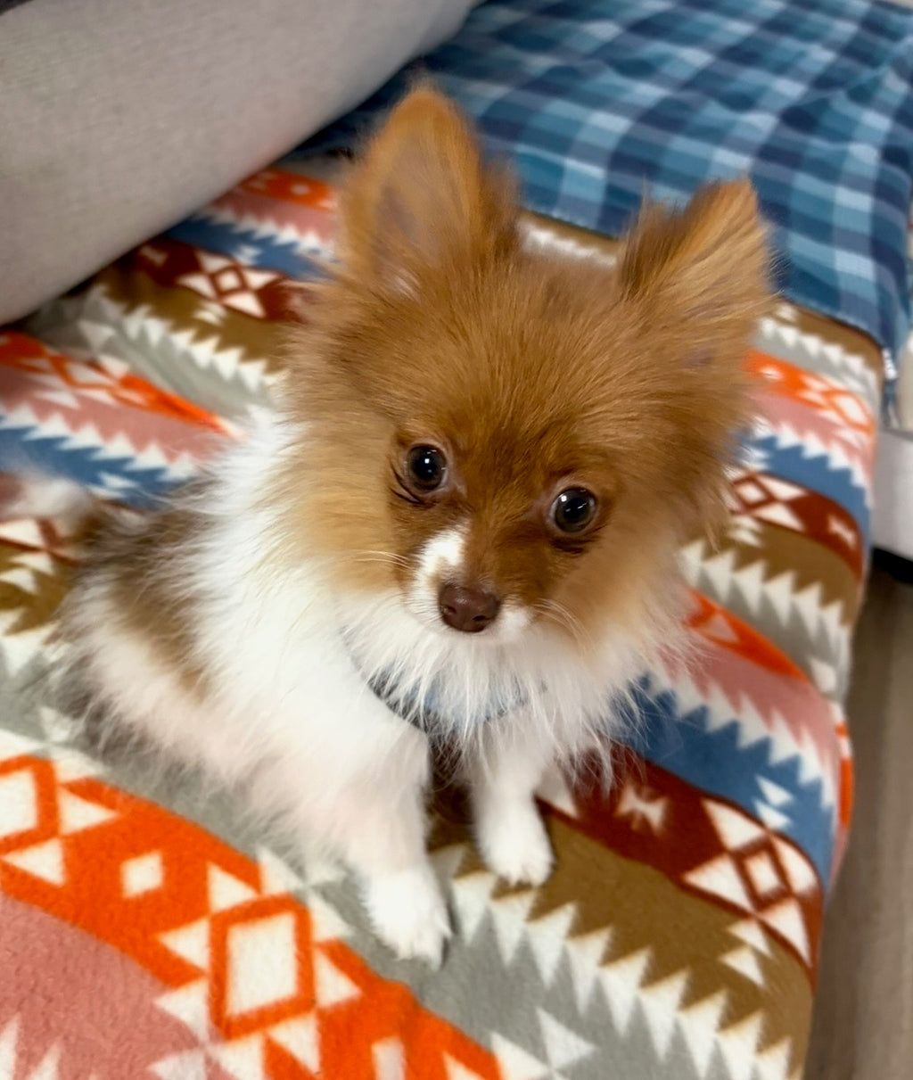 Adwin *PRE-TRAINED* - Available Now