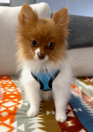 Adwin *PRE-TRAINED* - Available Now