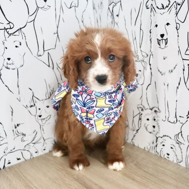 Alani - Available Now