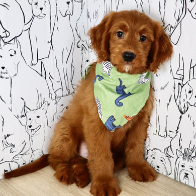Joey - Available Now