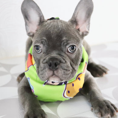 Milo - Available Now