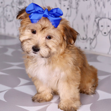 white teacup morkie puppies