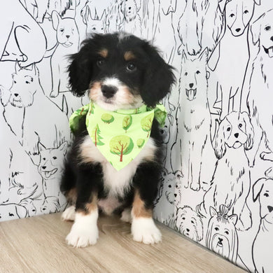 Axel - Available Now