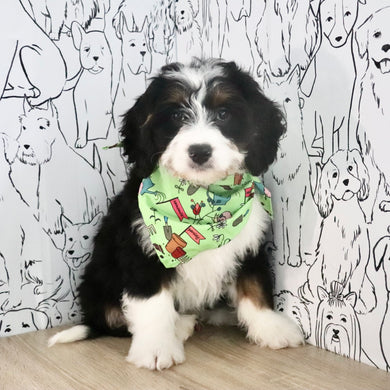 Atlas - Available Now