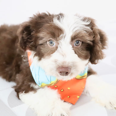 Martin - Available Now