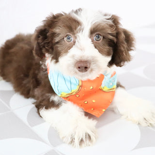 Martin - Available Now