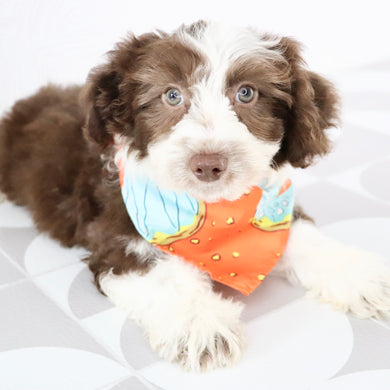 Martin - Available Now