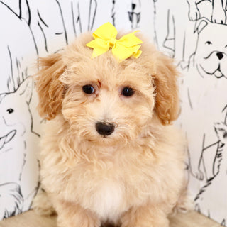 Misha - Available Now