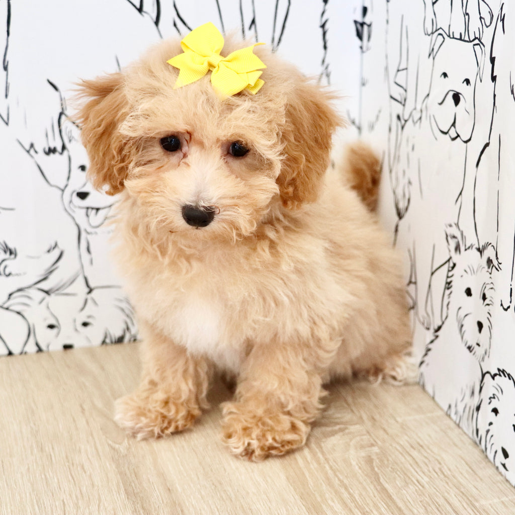Misha - Available Now