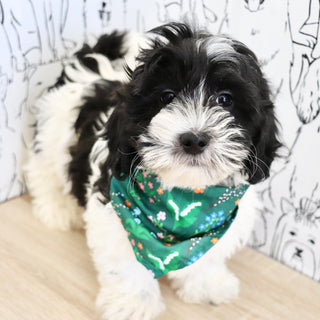 Oliver - Available Now