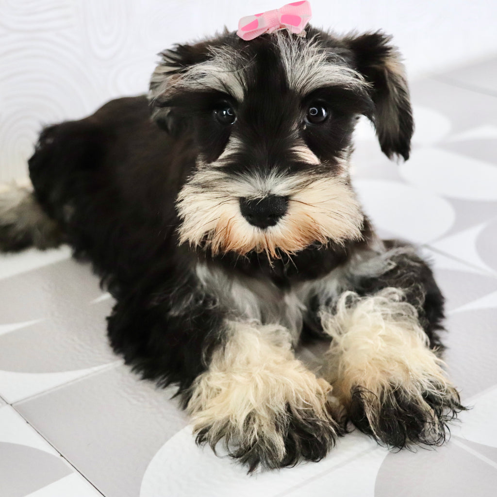 Petunia - Available Now