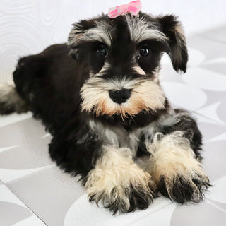 Petunia - Available Now