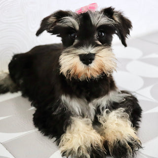 Petunia - Available Now