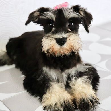 Petunia - Available Now
