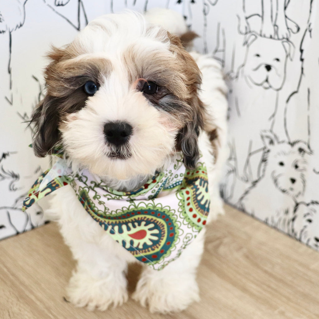 Toby - Available Now