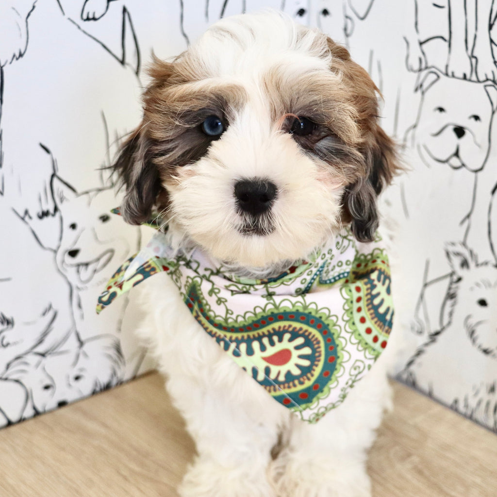 Toby - Available Now