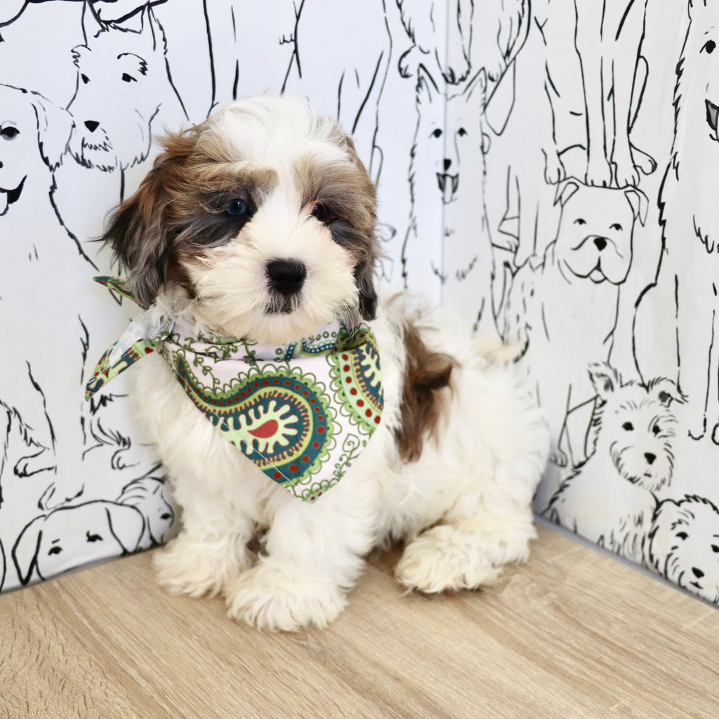 Toby - Available Now