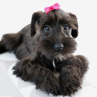 Savannah - Available Now