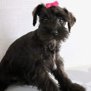 Savannah - Available Now