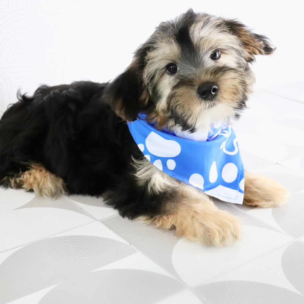 Benny - Available Now