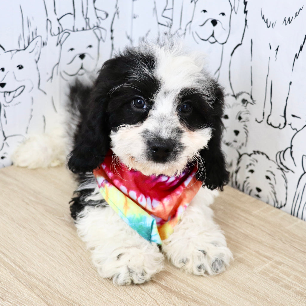 Leroy - Available Now