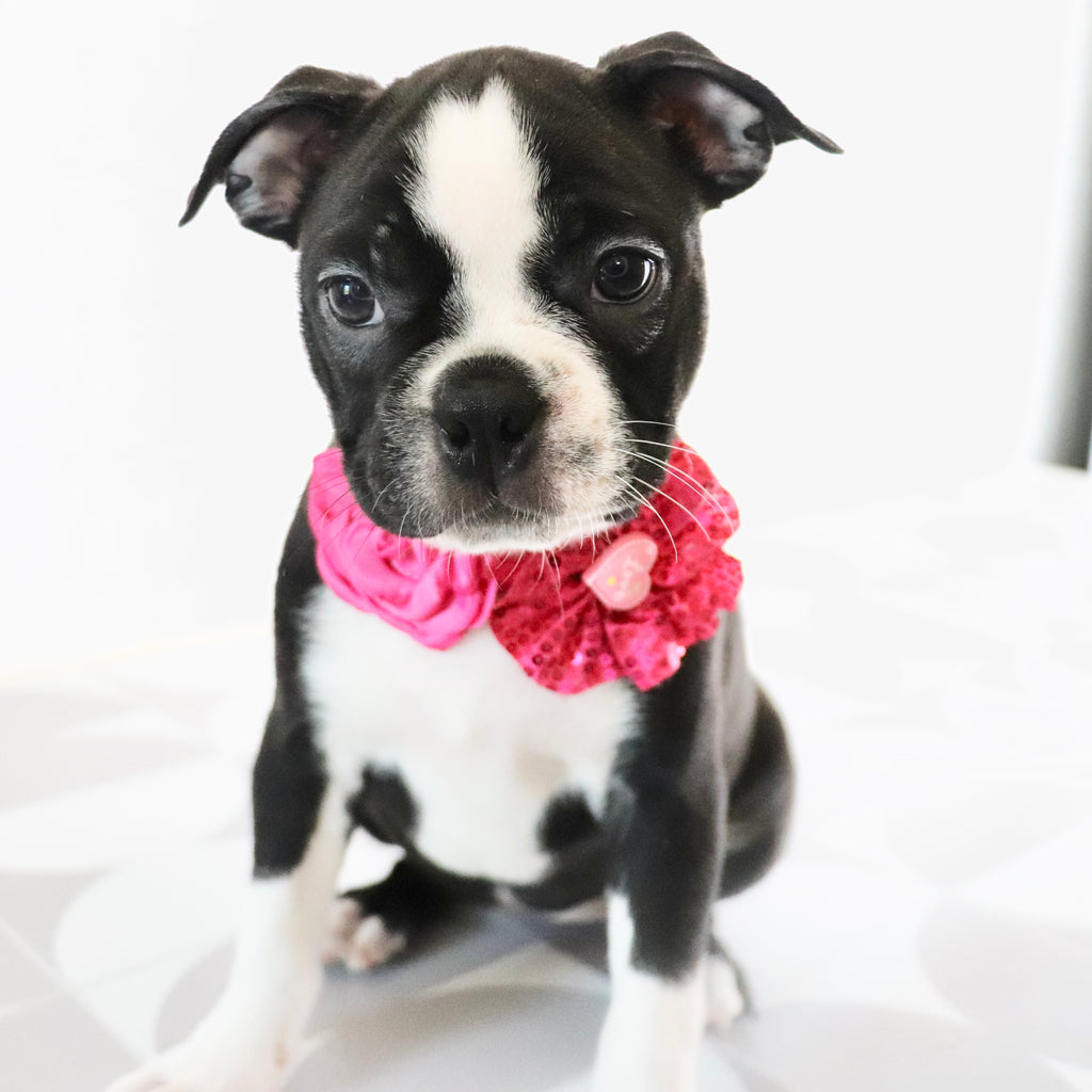 Meredith - Available Now