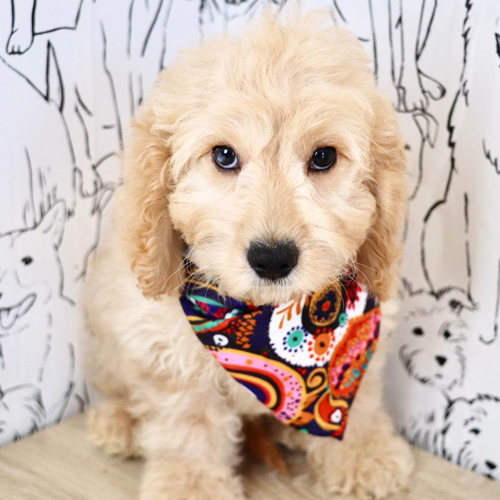 Linus - Available Now
