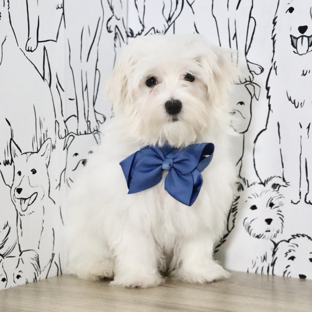 Patrick - Available Now