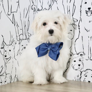 Patrick - Available Now