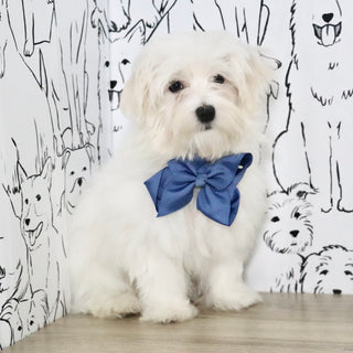 Patrick - Available Now