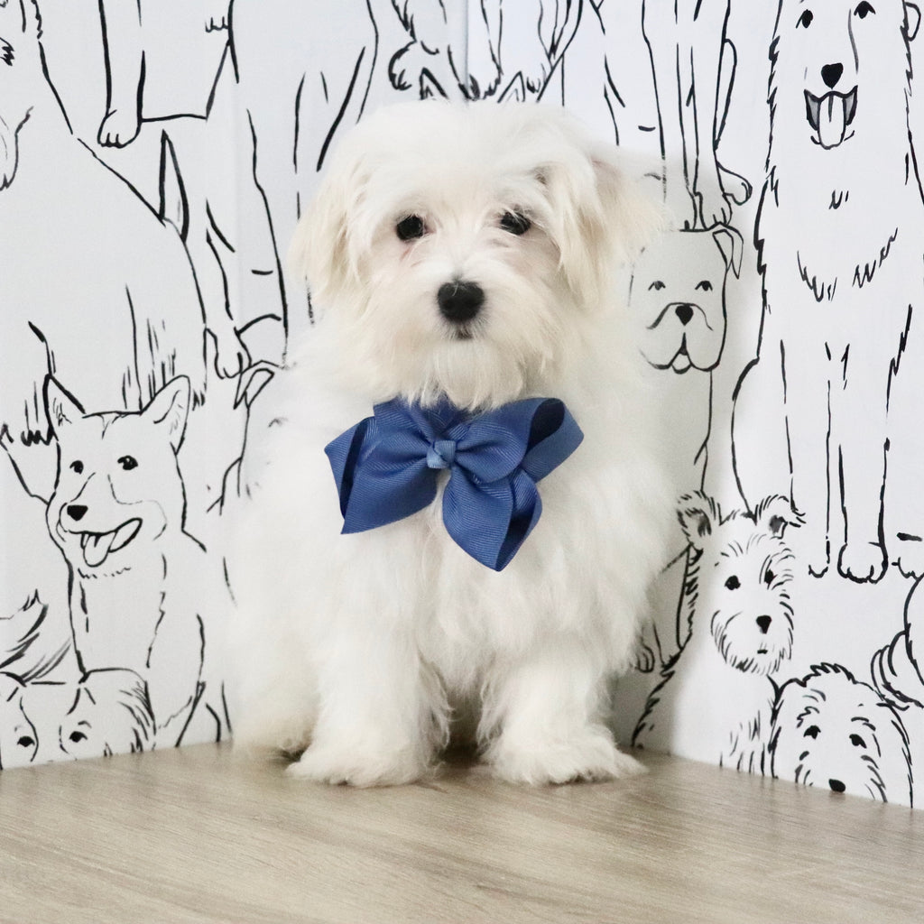 Patrick - Available Now