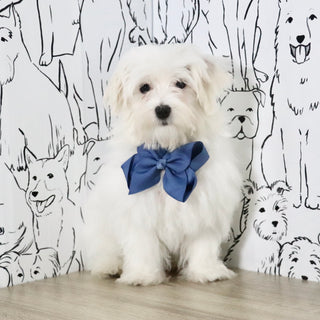 Patrick - Available Now