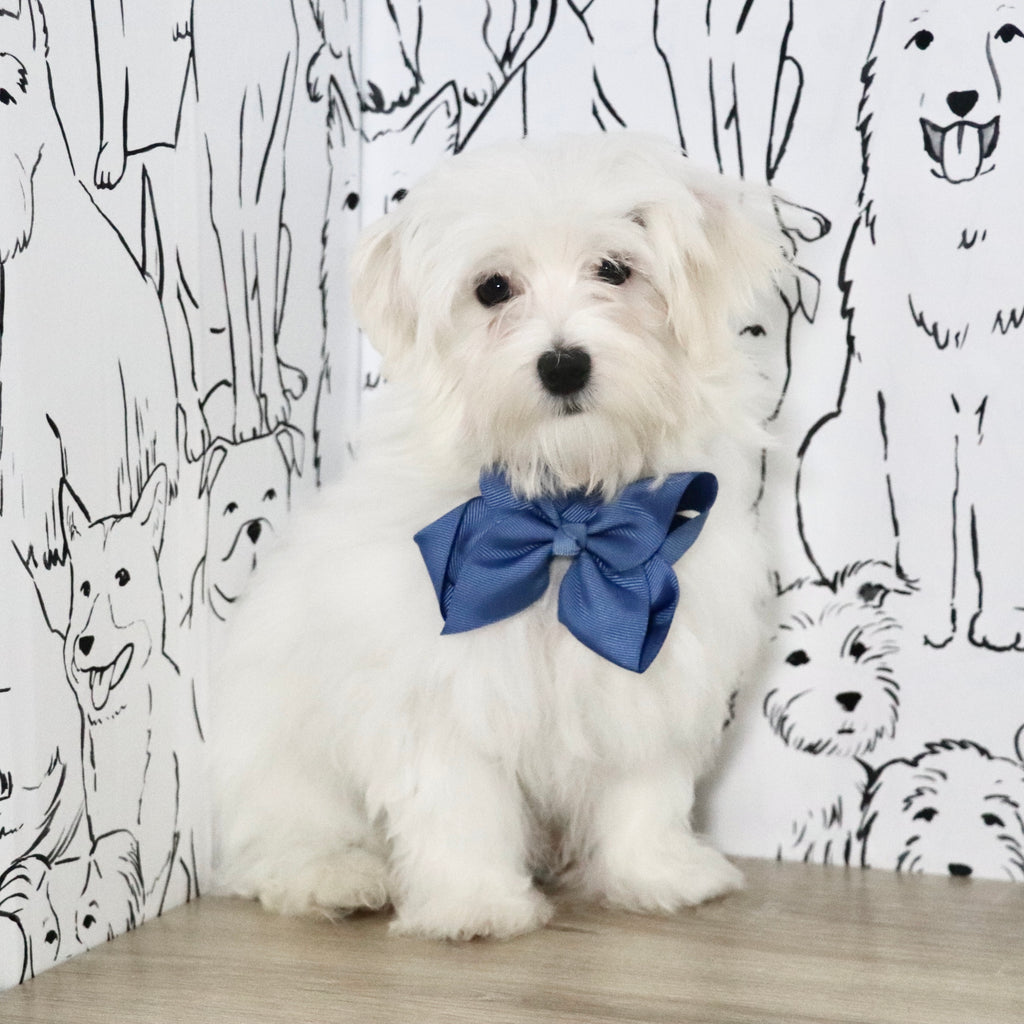 Patrick - Available Now