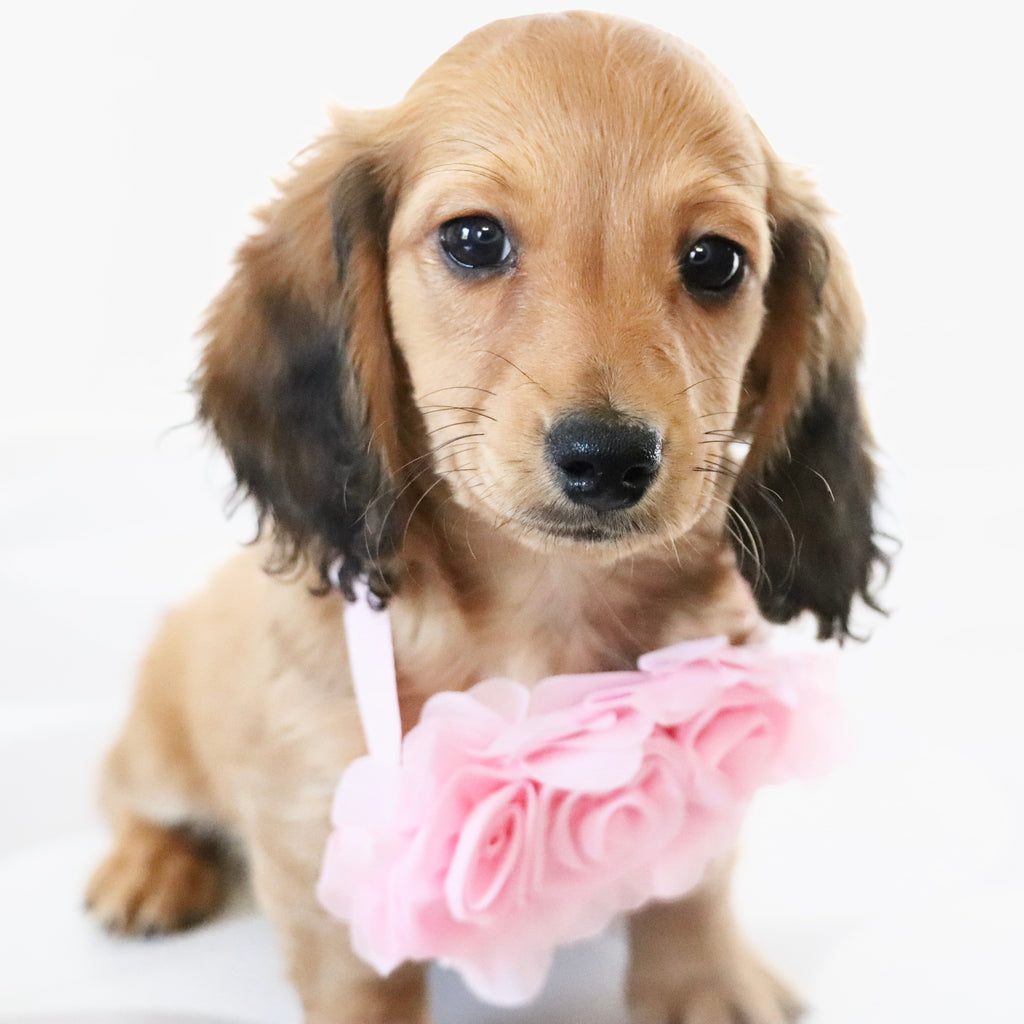 Maisie - Available Now