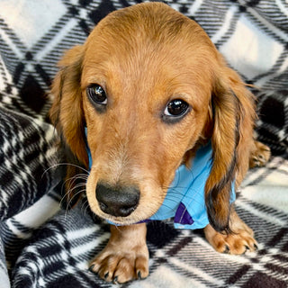 Milton Pre-Trained - Available 6/8