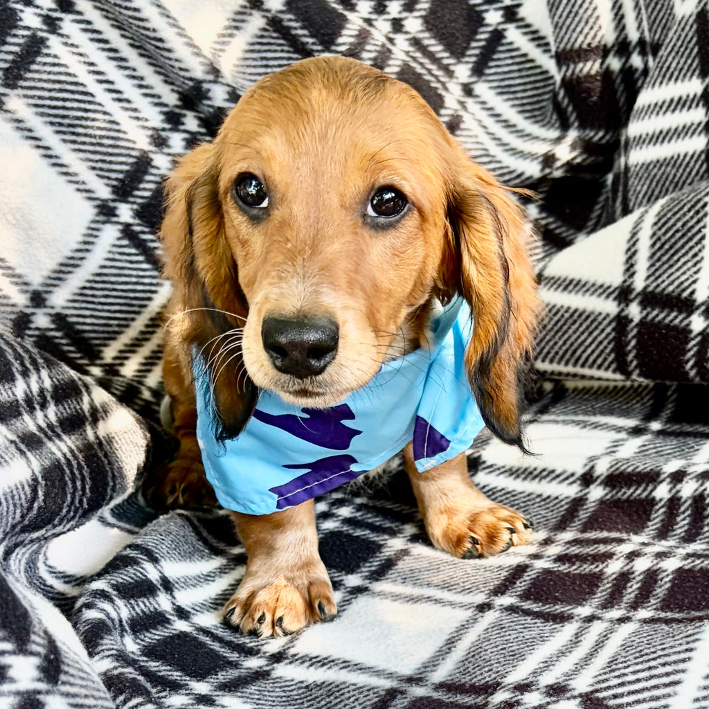 Milton Pre-Trained - Available 6/8