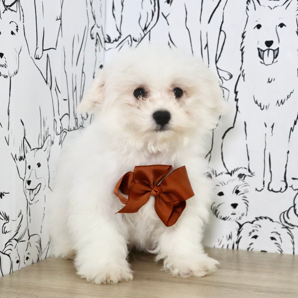 Harry - Available Now