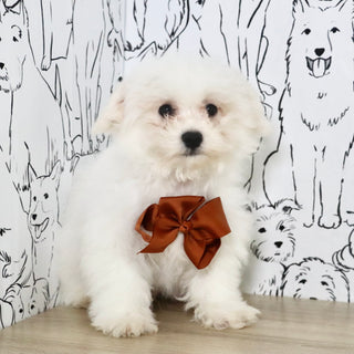 Harry - Available Now