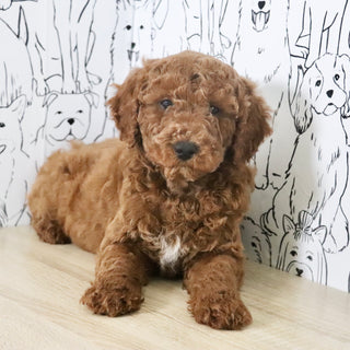 Adrian - Available Now