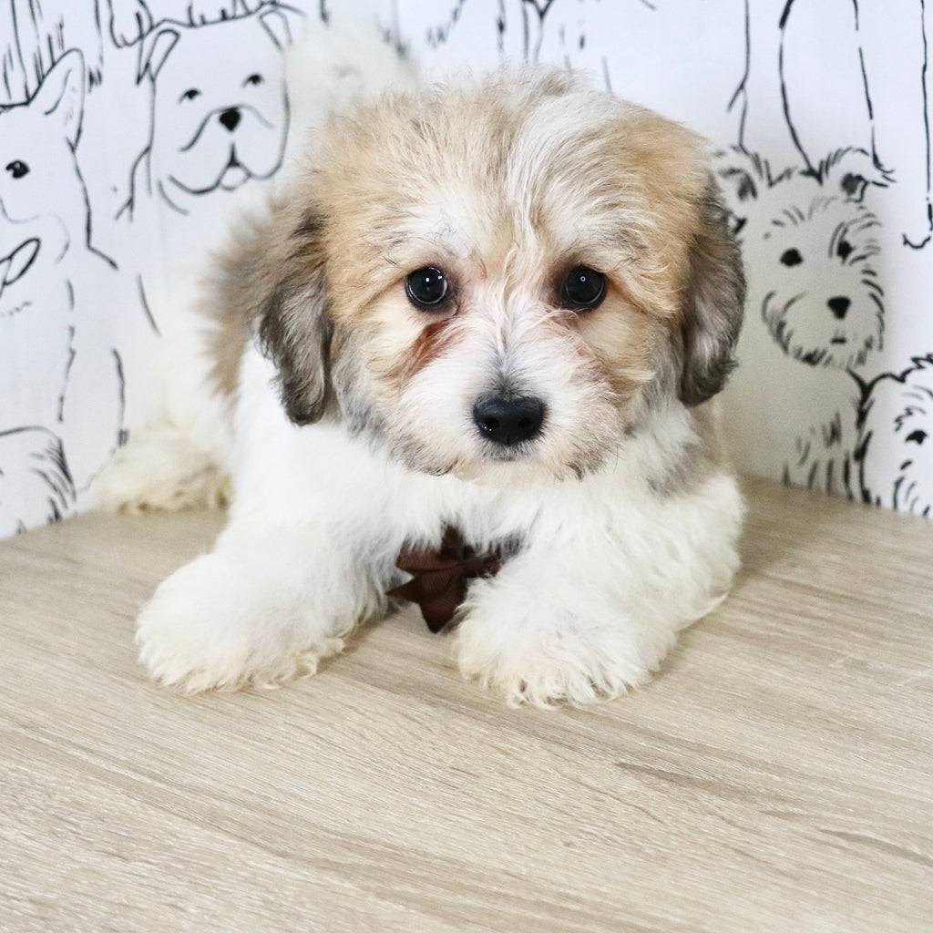 Augie - Available Now