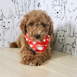 Otis - Available Now