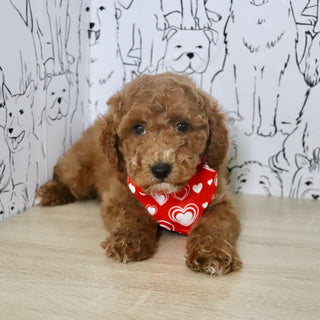 Otis - Available Now